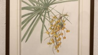 ボタニカルアート展と皇居散歩 – 漢方薬局 Herbal Labo ハーバルラボ